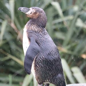 Humboldt Penguin, Juvenile