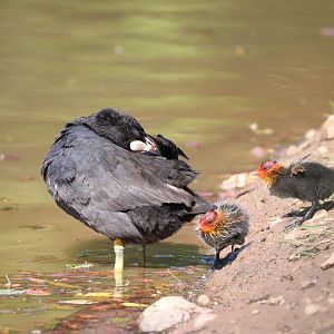 Eurasian Coot & chicks