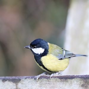 Great Tit ssp. newtoni