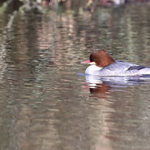 Goosander, female