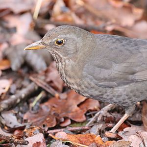 Eurasian Blackbird, female