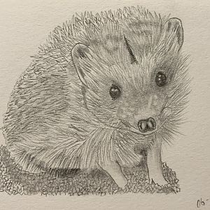 Hedgehog Drawing