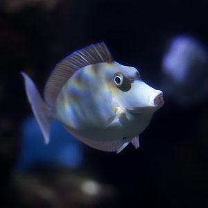 Bluespine Unicorn Tang