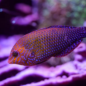 Potter's Wrasse