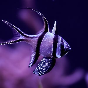 Banggai Cardinalfish