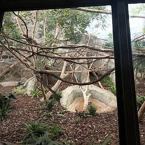 9/17/2023 - Golden Lion Tamarin Habitat