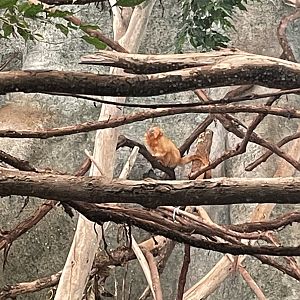 9/17/2023 - Golden Lion Tamarin