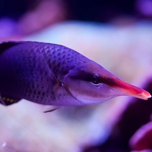 Bird nose Wrasse (Female)