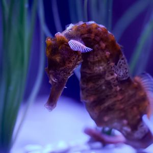 Lined Seahorse