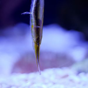 Striped Shrimpfish