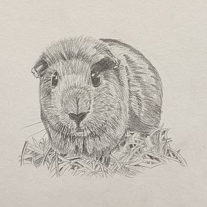 Guinea Pig Drawing