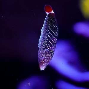 Redtail Tamarin Wrasse