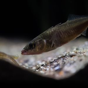 Three Spine Stickleback