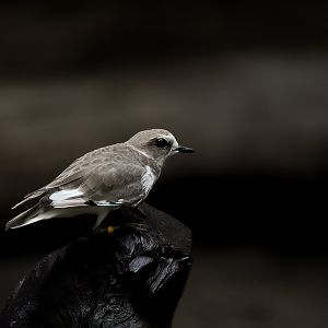 Snowy Plover (Crush)
