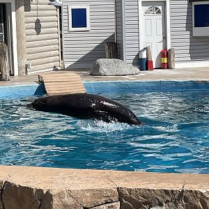 9/17/2023 - Diego Porpoising