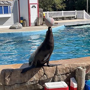 9/17/2023 - Diego‘s Balancing Act