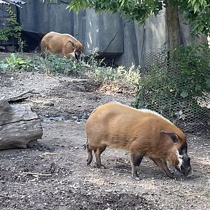 9/17/2023 - Red River Hogs