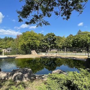 9/17/2023 - Scimitar Horned Oryx Exhibit