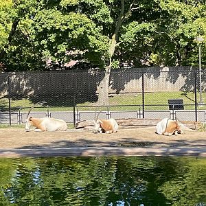 9/17/2023 - Scimitar Horned Oryx Trio