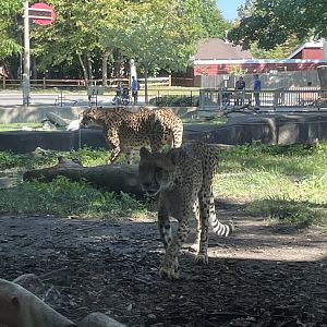 9/17/2023 - Minnie & Mila