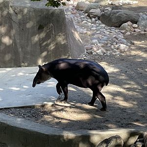 9/17/2023 - Baird’s Tapir