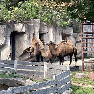 9/17/2023 - Bactrian Camel Family