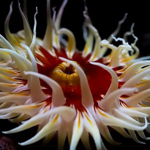 White Spotted Rose Anemone