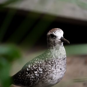 Black Bellied Plover (Ghar)