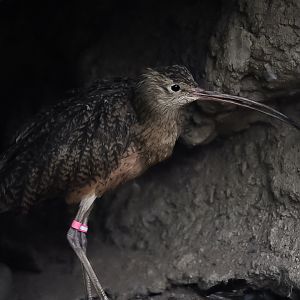 Long Billed Curlew (Uncle P)