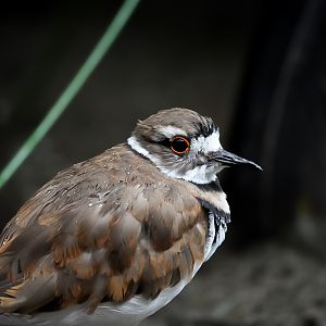 Killdeer (Schimmy)