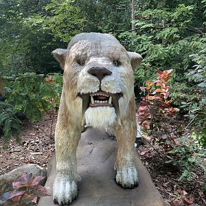 9/17/2023 - Smilodon