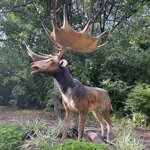9/17/2023 - Irish Elk