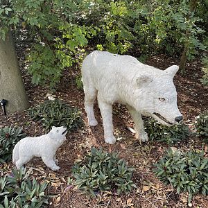 9/17/2023 - Dire Wolf