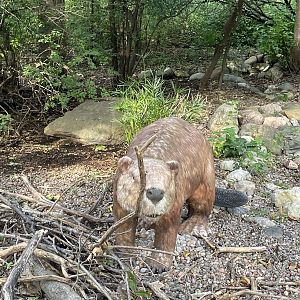 9/17/2023 - Giant Beaver