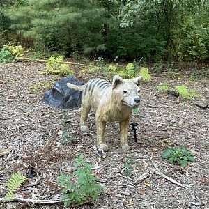9/17/2023 - Thylacine