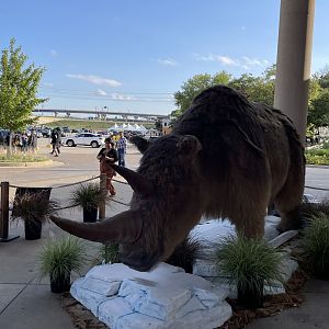 9/17/2023 - Woolly Rhinoceros