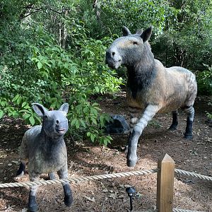 9/17/2023 - Hippidions