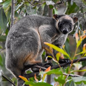 Lumholtz's Tree-Kangaroo