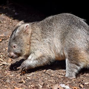 Common Wombat