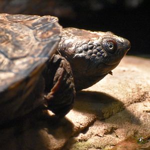 Saw-shelled Turtle
