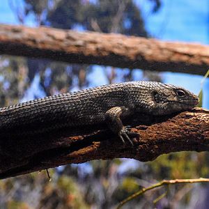 Cunningham's Skink