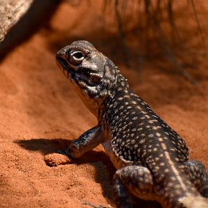 Central Netted Dragon