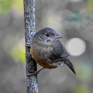 Rufous Shrike-thrush