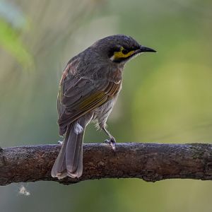 Yellow-faced Honeyeater