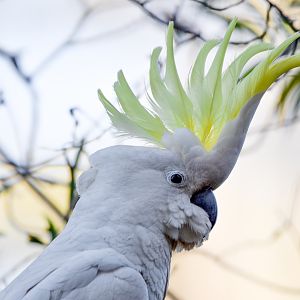 Sulphur-crested Cockatoo