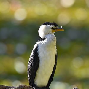 Little Pied Cormorant