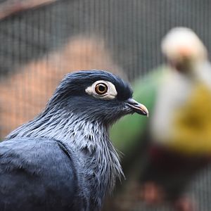 Madagascar blue pigeon, Alectroenas madagascariensis