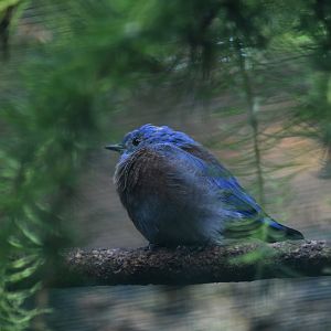 Western bluebird, Sialia mexicana