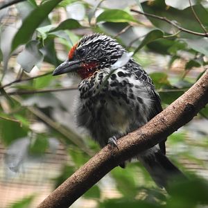 Black spotted barbet, Capito niger