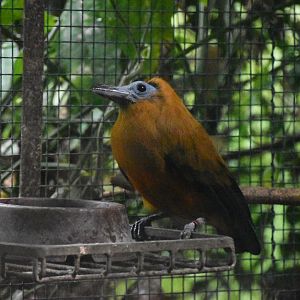 Capuchinbird, Perissocephalus tricolor